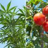 Cops Come When Brooklyn Tomato Plant Is Mistaken For Pot Plants